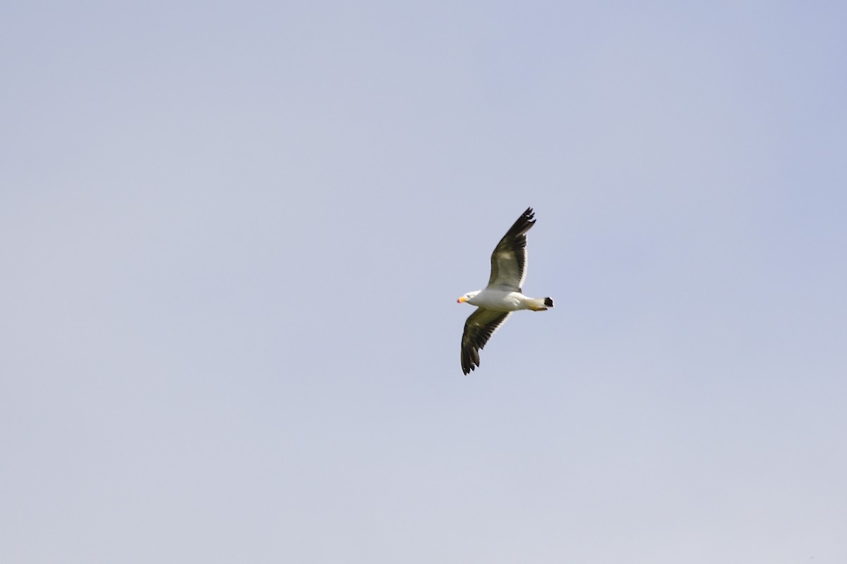 Pacific Gull - ML619757261