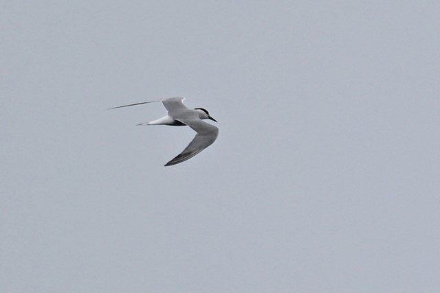 Common Tern (longipennis) - ML619757273