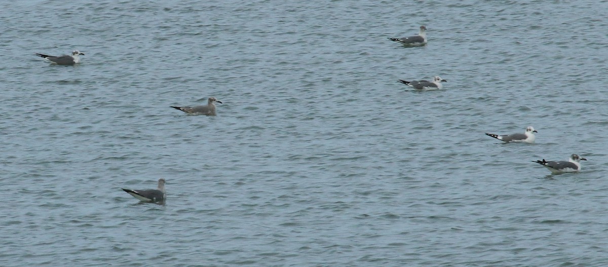 Laughing Gull - ML619757283