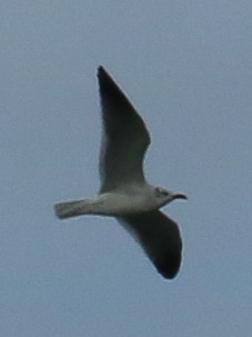 Laughing Gull - ML619757285