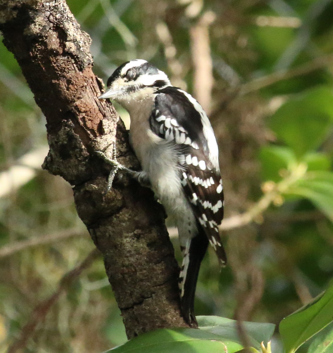 Downy Woodpecker - ML619757332