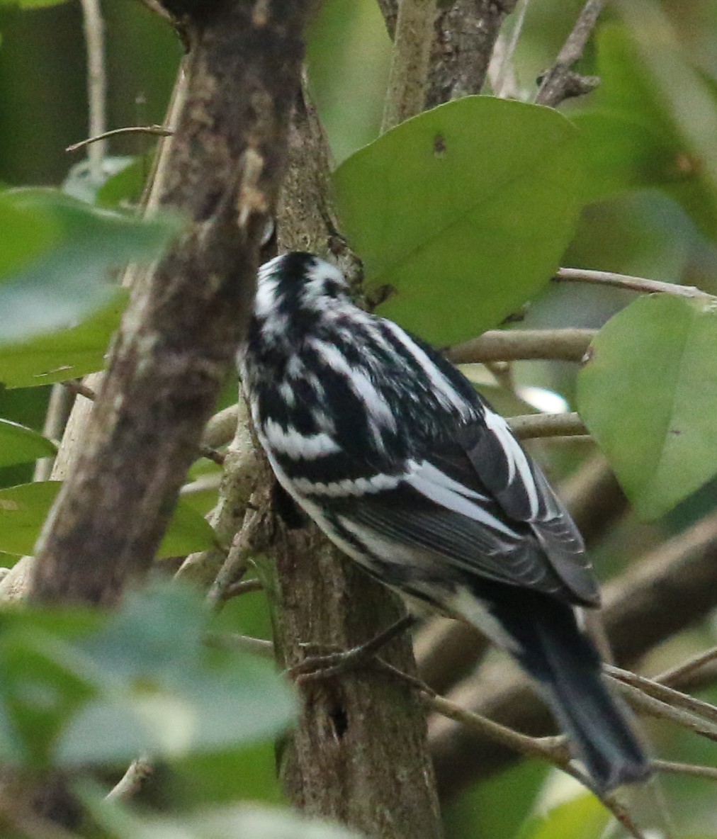 Paruline noir et blanc - ML619757336