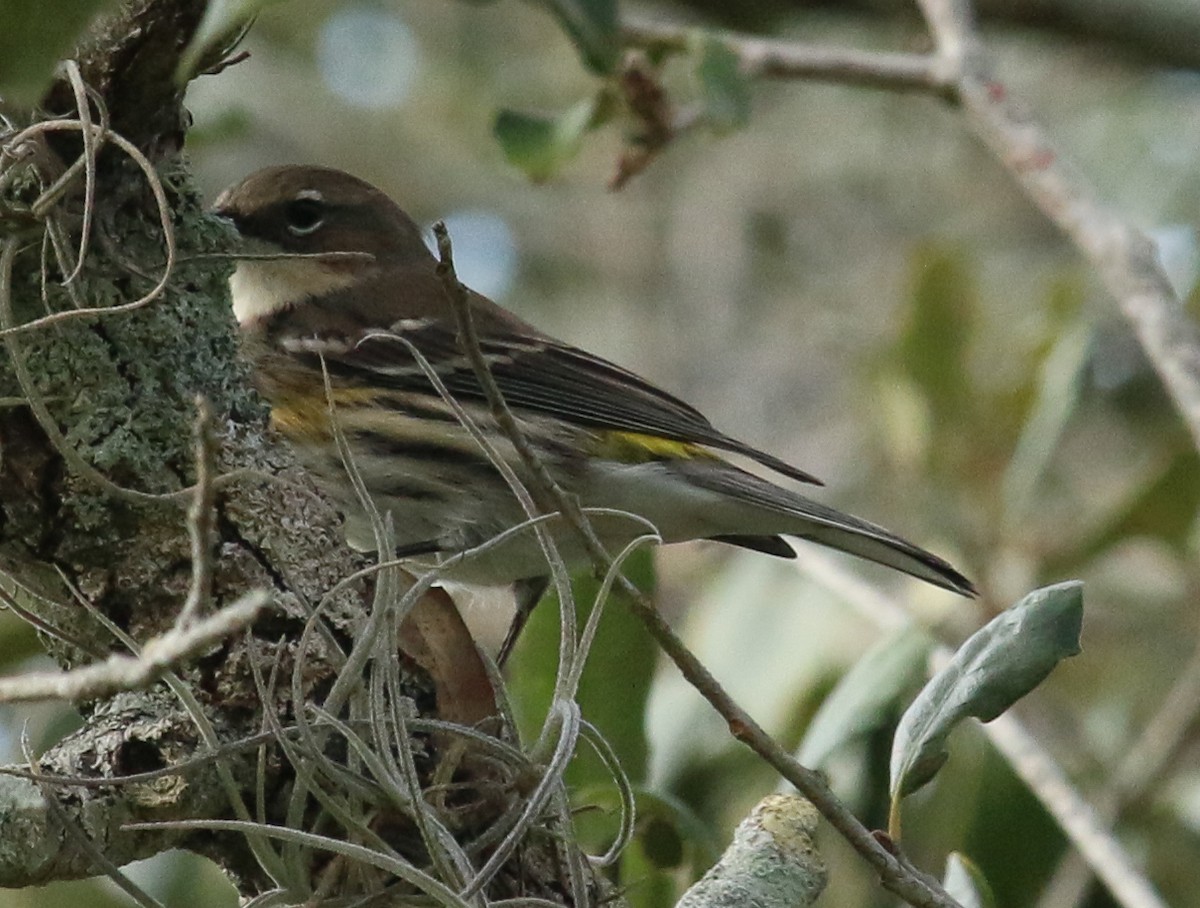 Yellow-rumped Warbler (Myrtle) - ML619757343