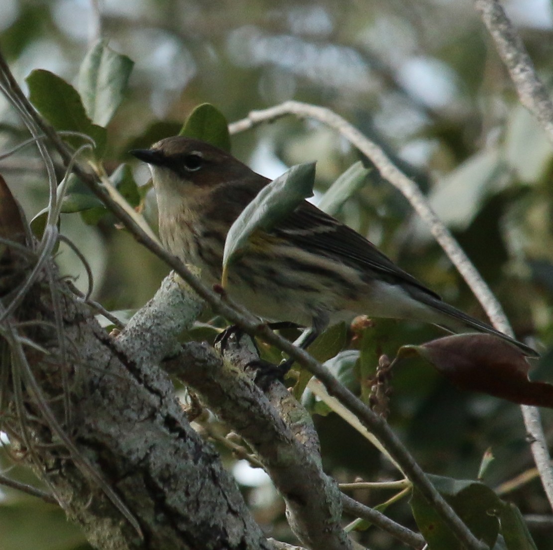 Yellow-rumped Warbler (Myrtle) - ML619757344