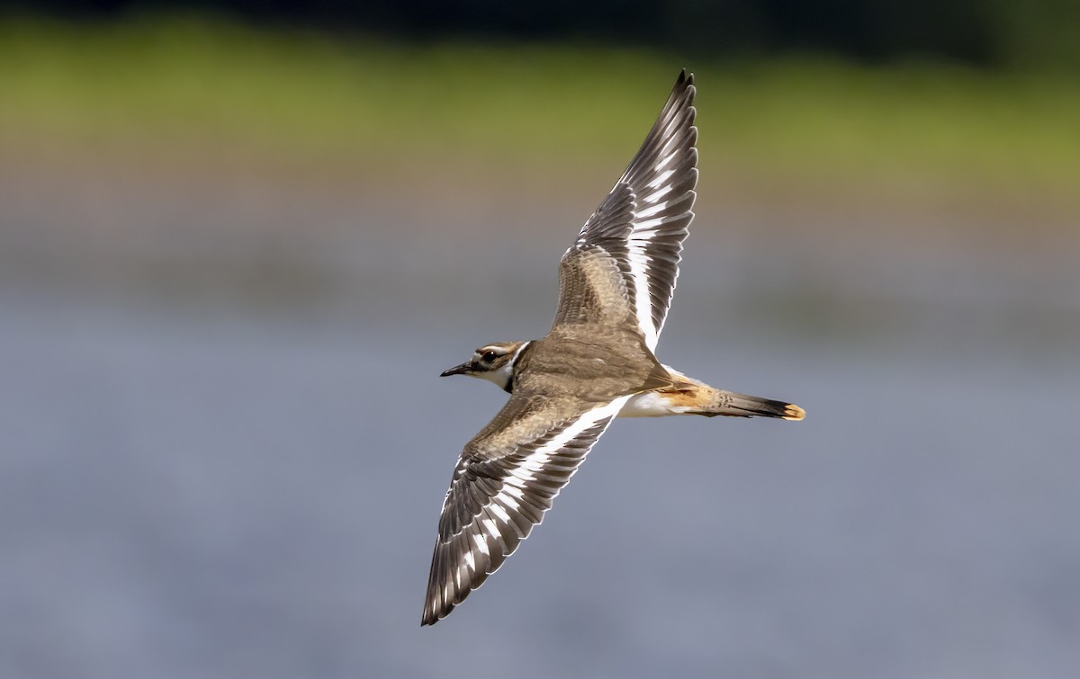 Killdeer - ML619757371