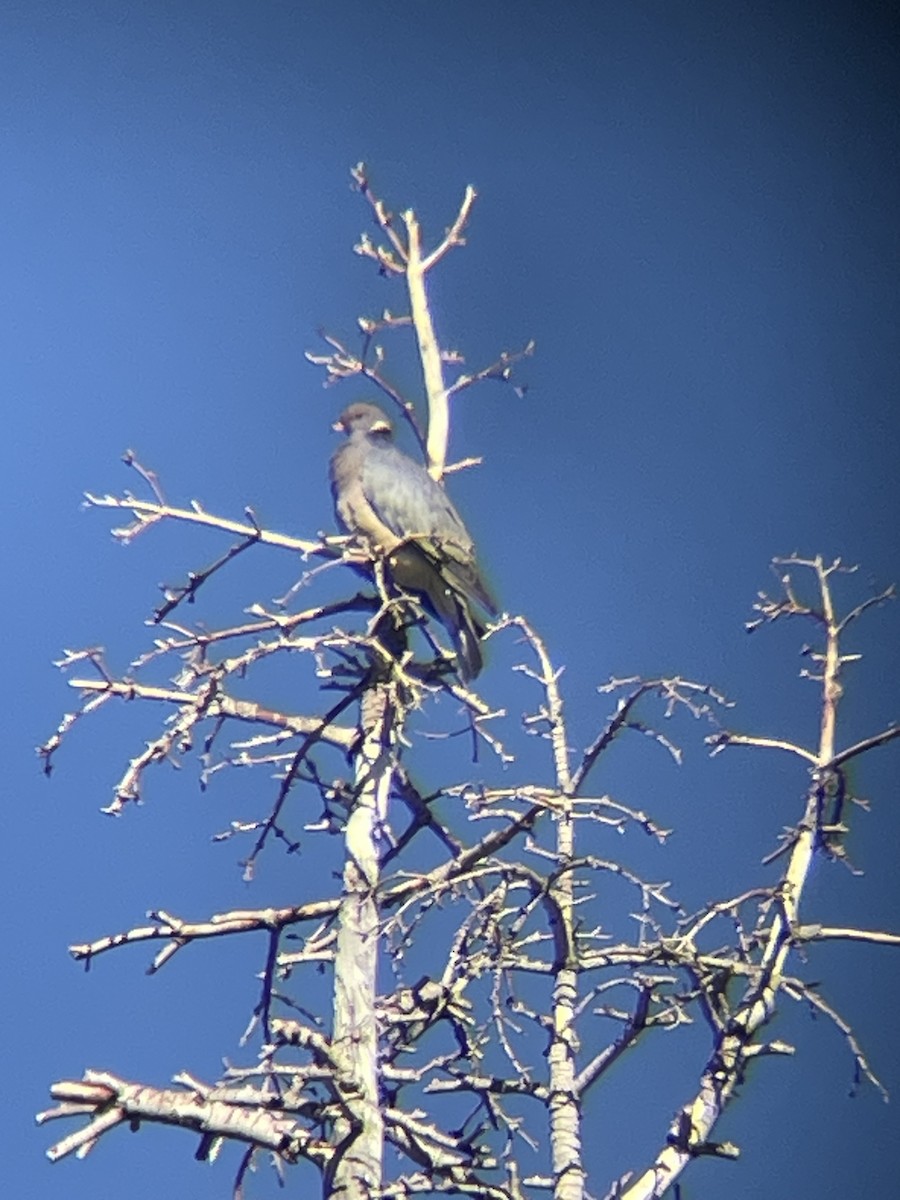 Band-tailed Pigeon - ML619757390