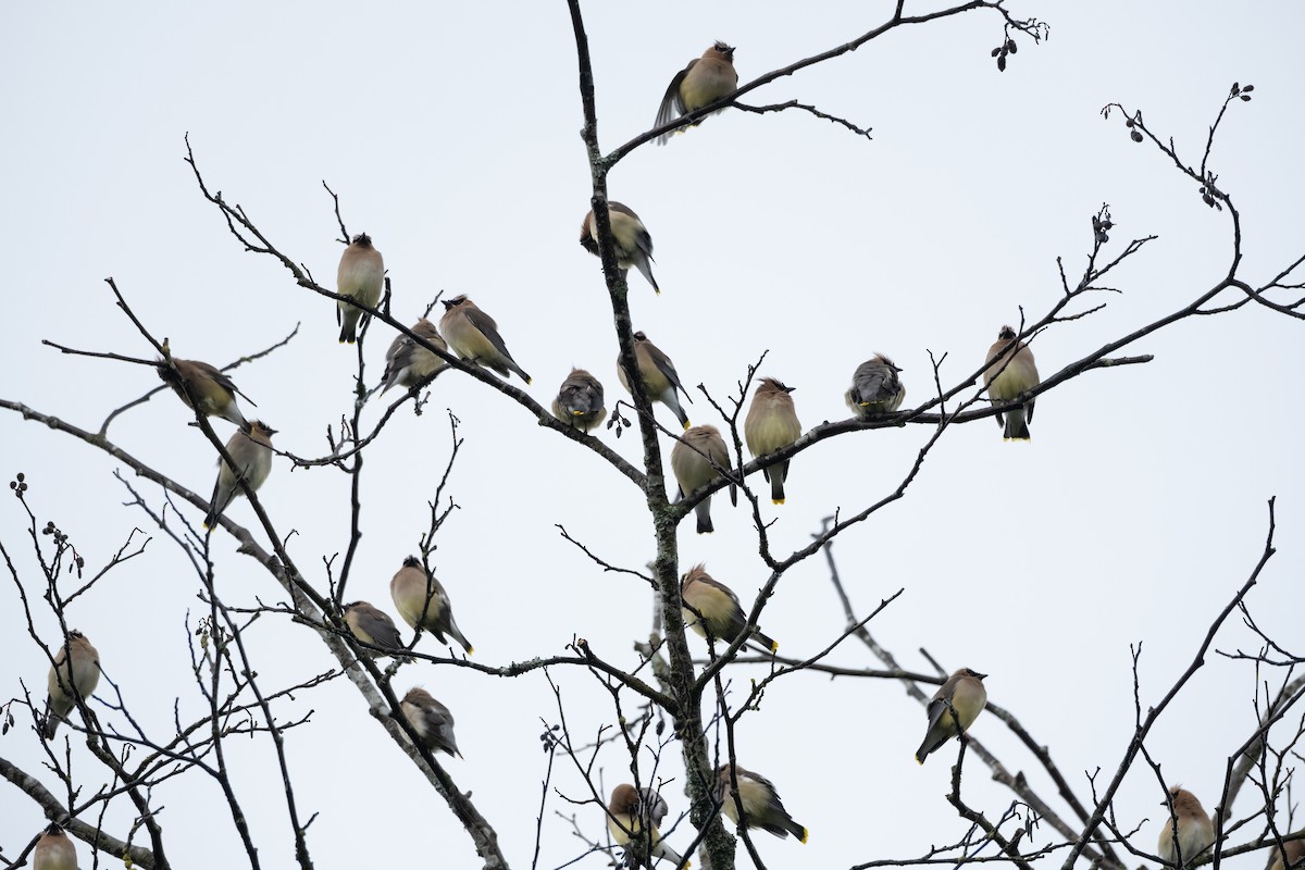 Cedar Waxwing - ML619757396