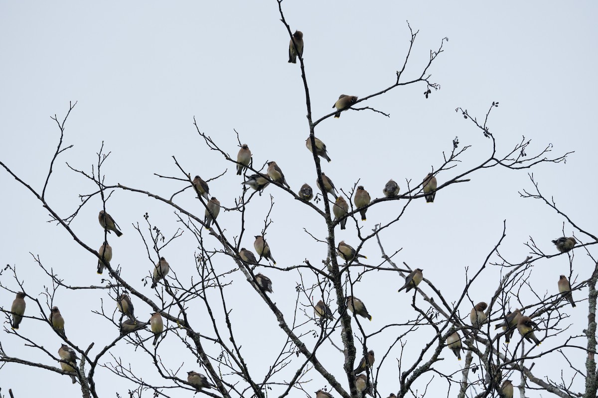 Cedar Waxwing - ML619757397