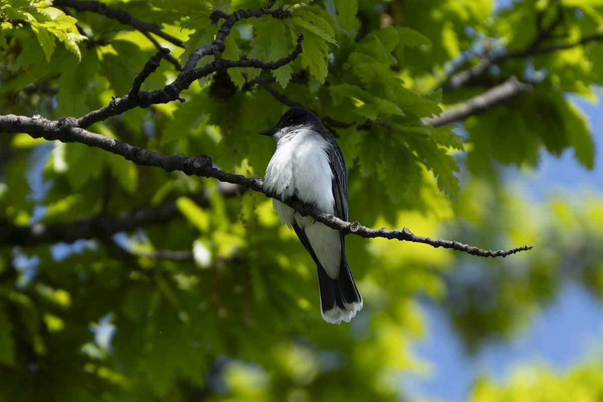 Eastern Kingbird - ML619757398