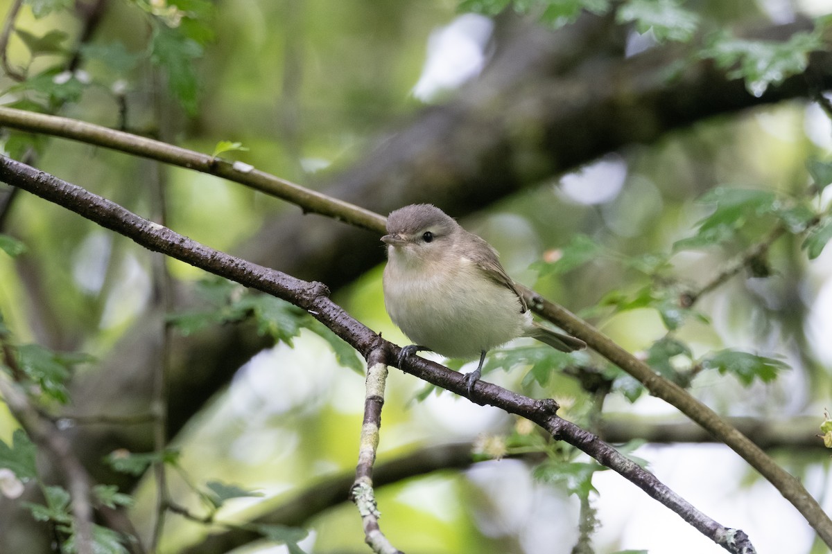 Warbling Vireo - ML619757403