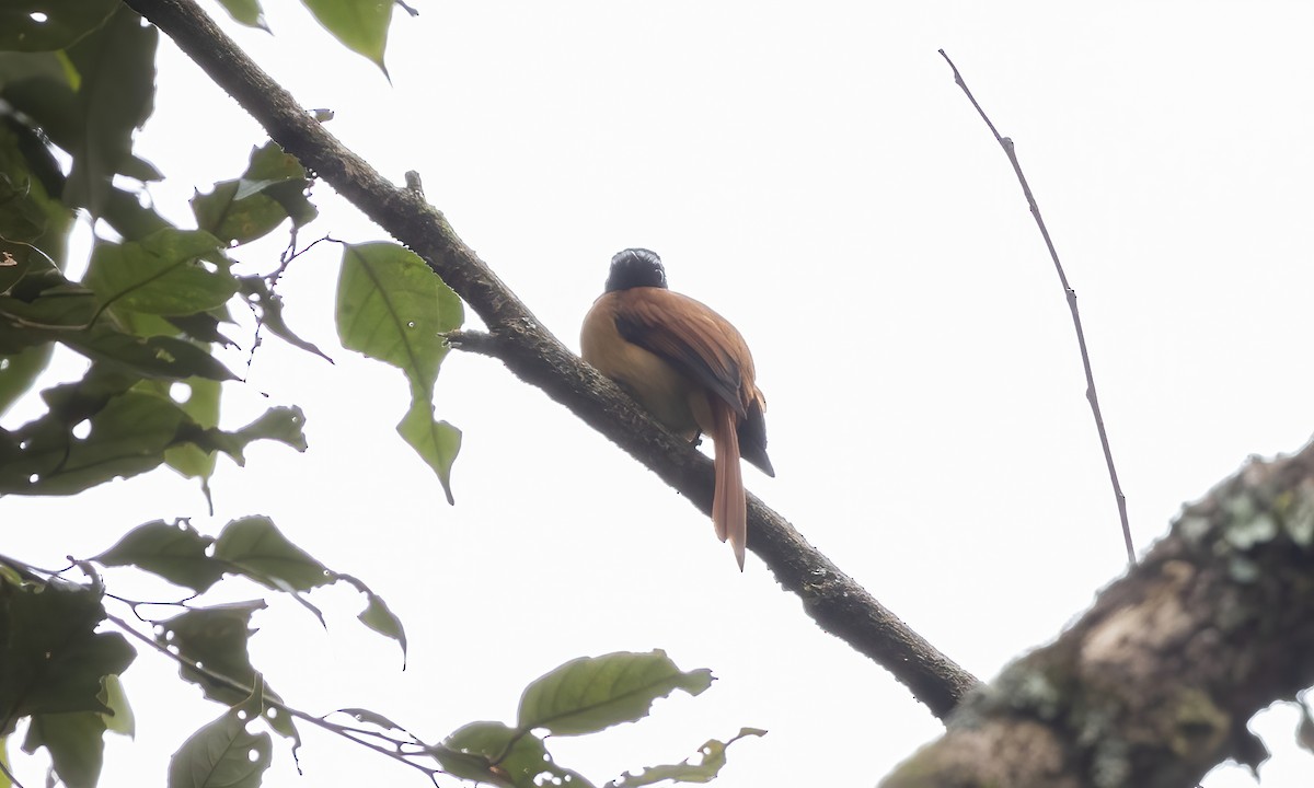 Black-and-cinnamon Fantail - Paul Fenwick