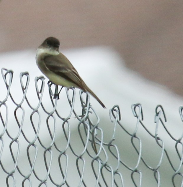 Eastern Phoebe - Todd Katz