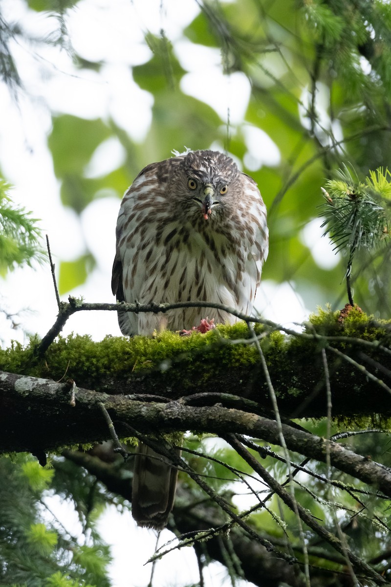 Cooper's Hawk - ML619757481