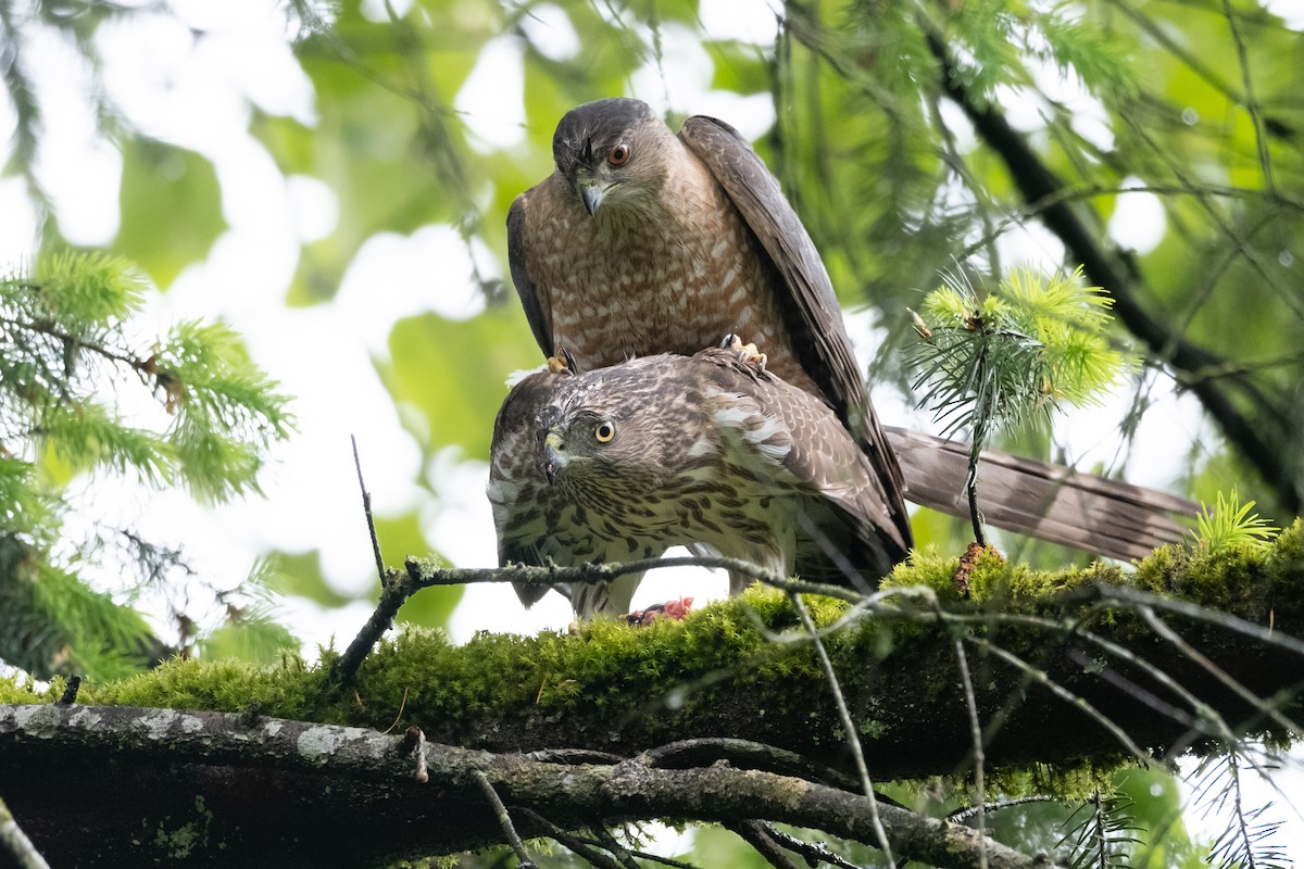 Cooper's Hawk - ML619757487