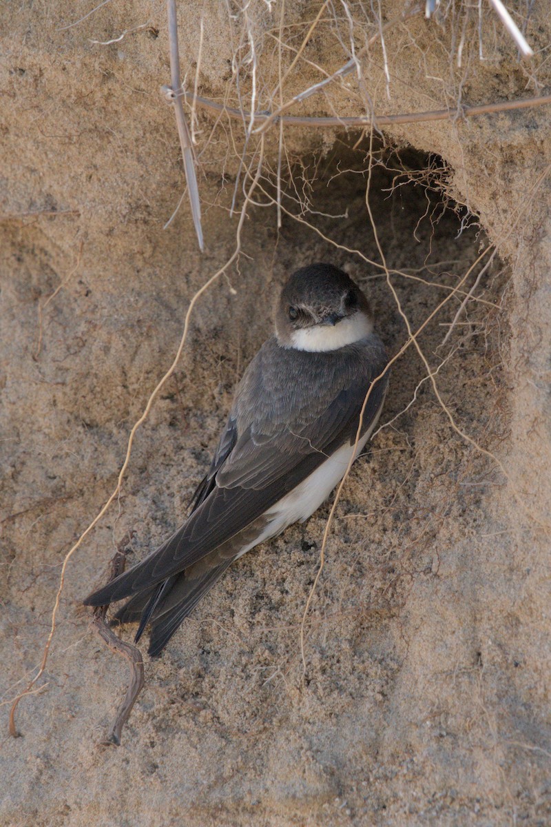 Bank Swallow - ML619757531