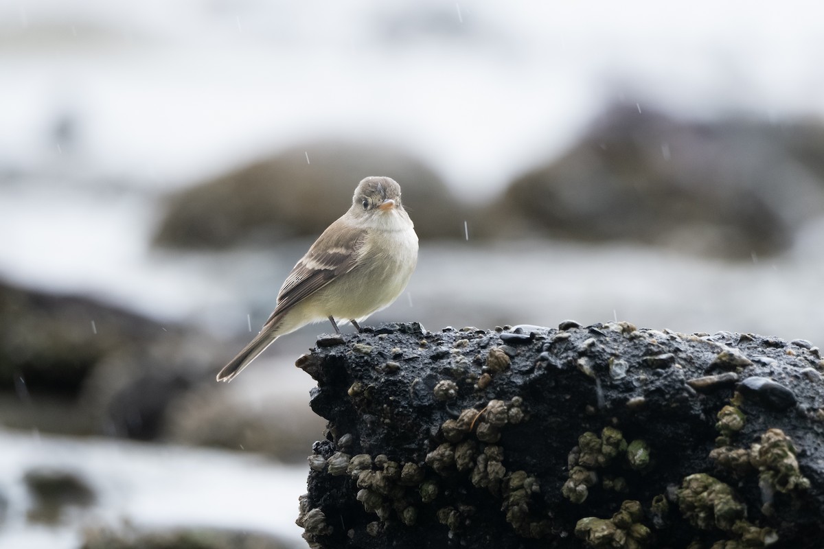 Willow Flycatcher - ML619757540