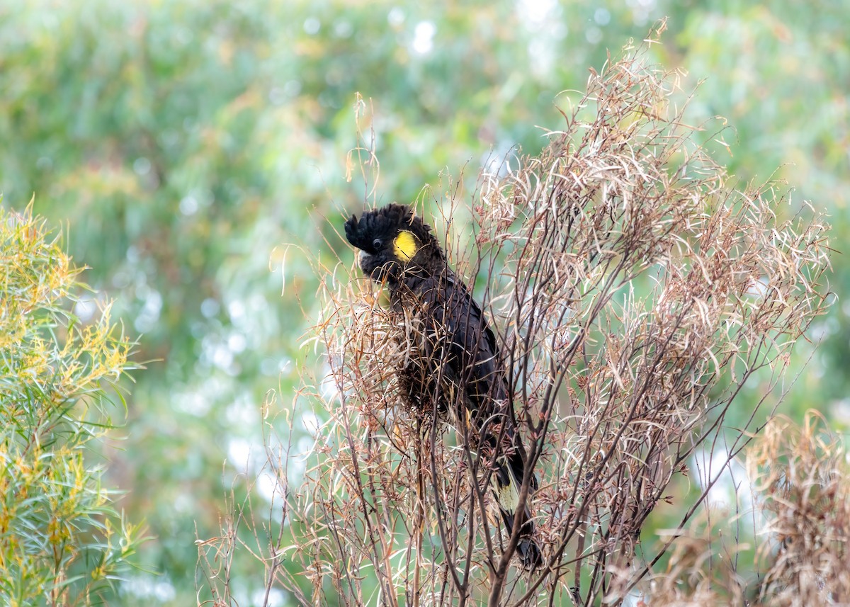 Yellow-tailed Black-Cockatoo - ML619757555