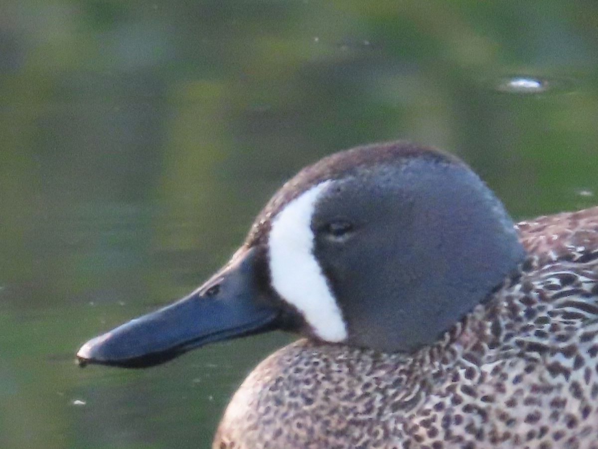 Blue-winged Teal - ML619757571