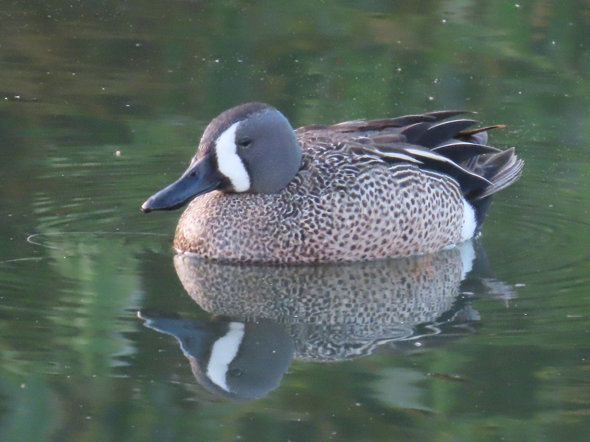 Blue-winged Teal - ML619757572