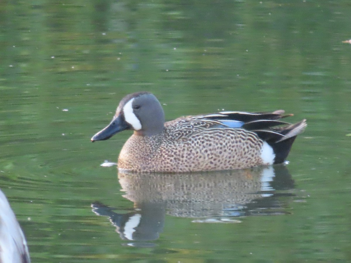 Blue-winged Teal - ML619757573