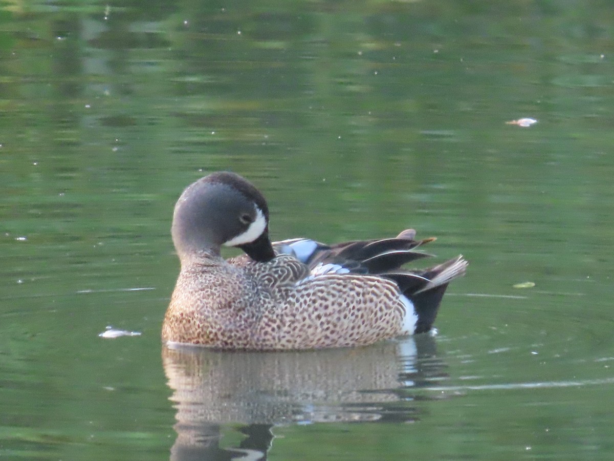 Blue-winged Teal - ML619757574