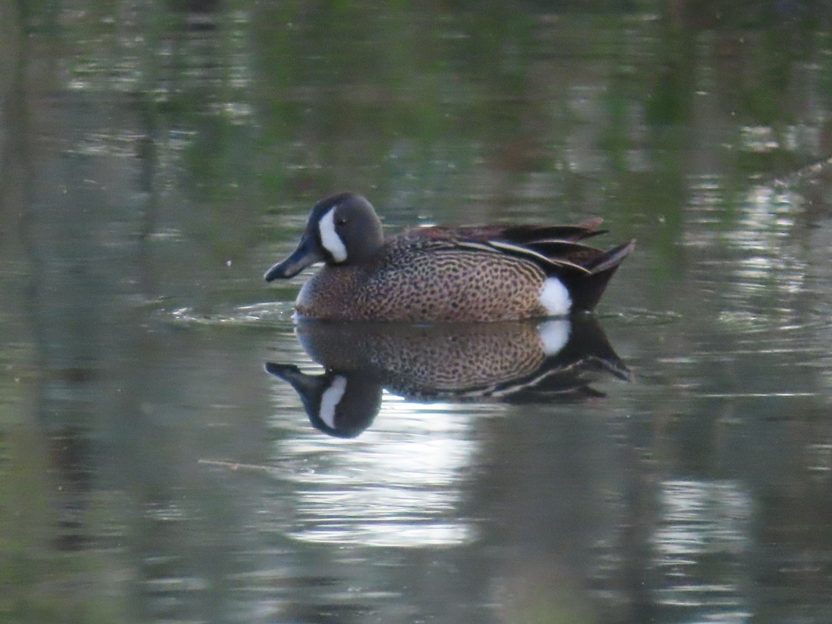 Blue-winged Teal - ML619757575