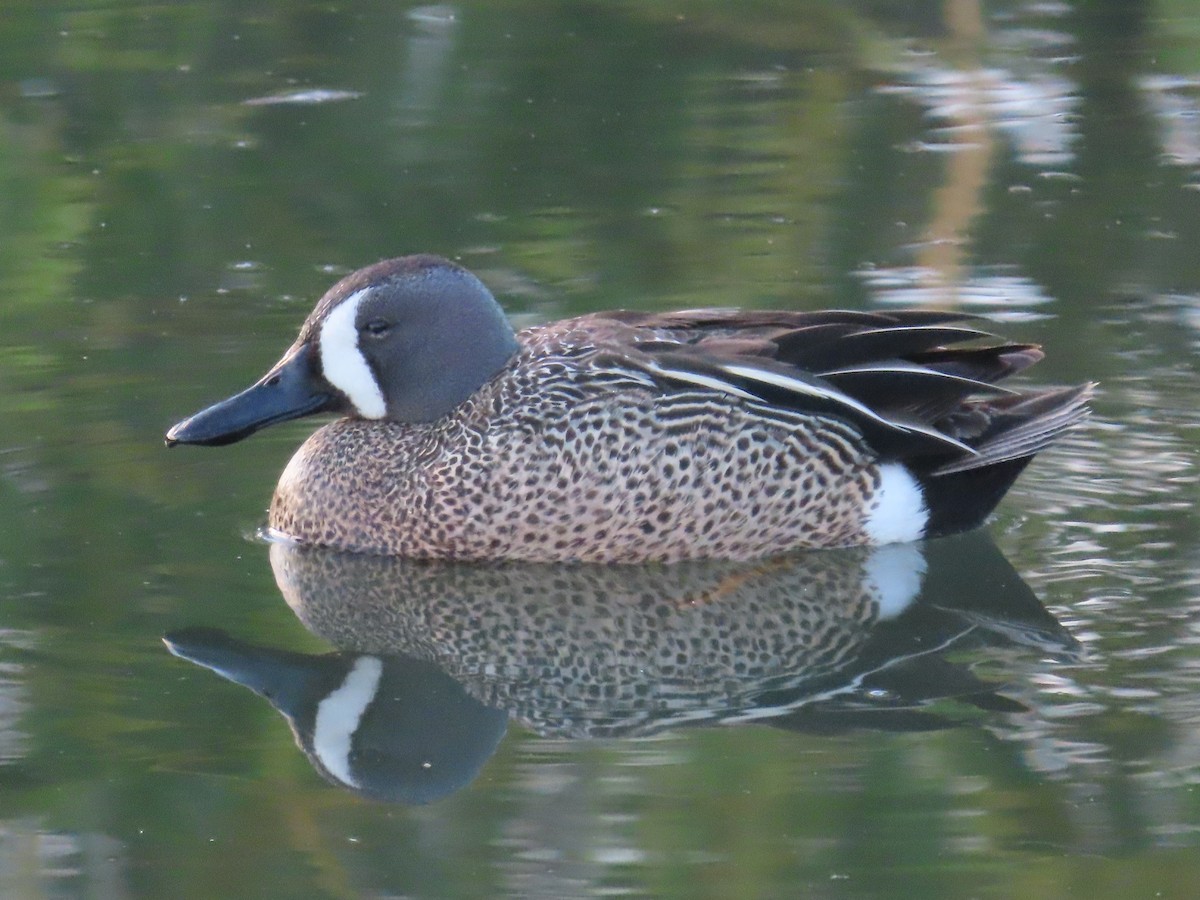 Blue-winged Teal - ML619757576