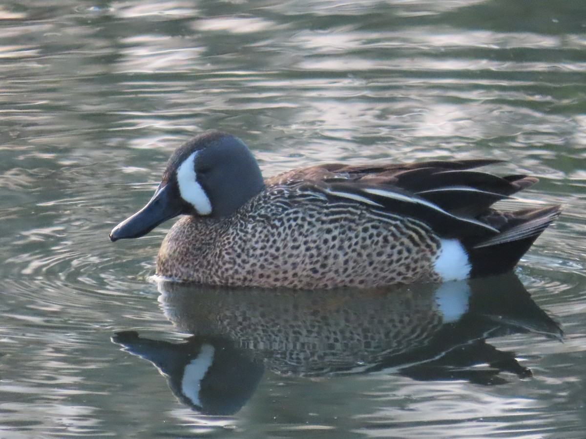Blue-winged Teal - ML619757577