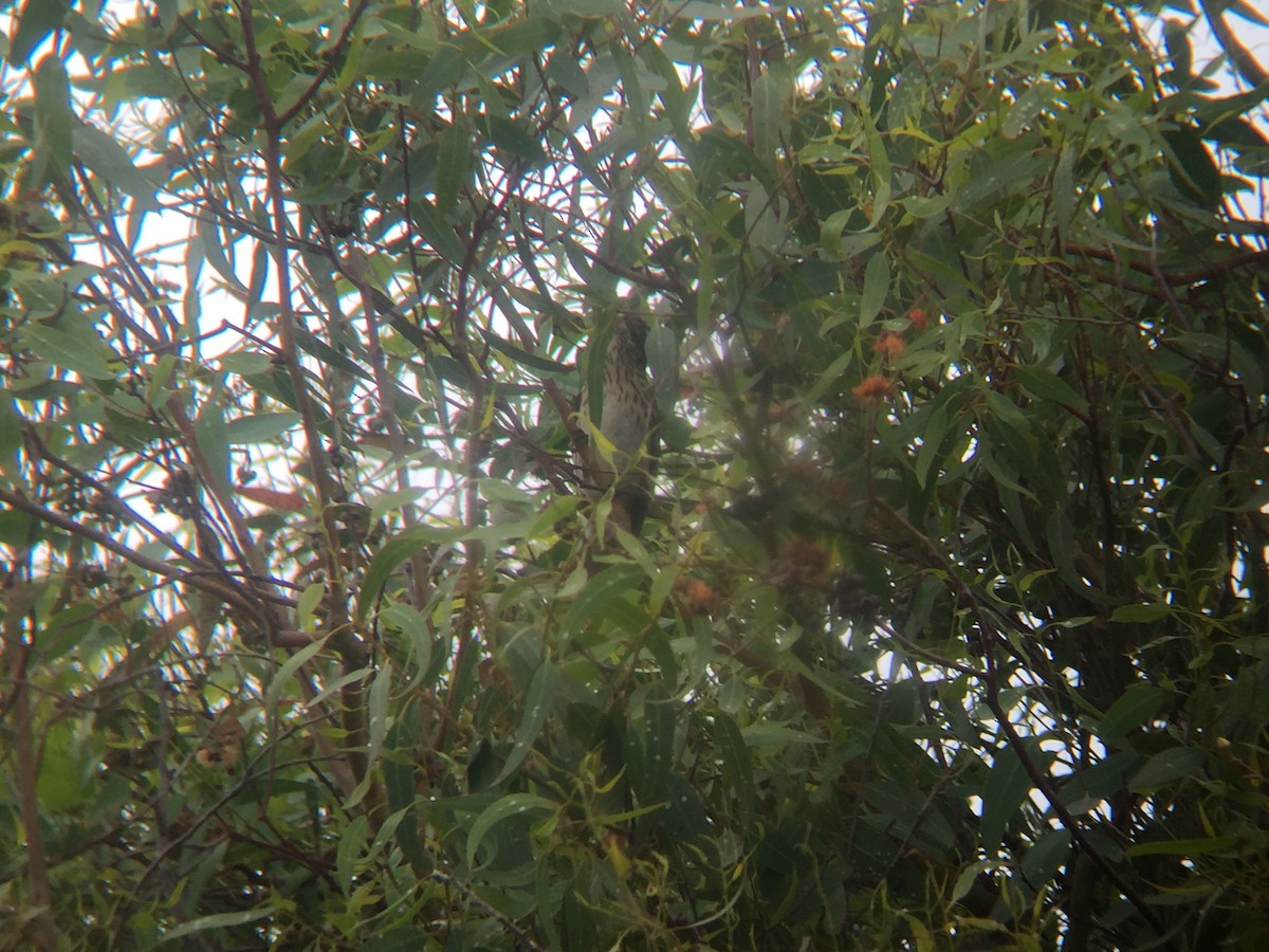 Rose-breasted Grosbeak - ML619757590