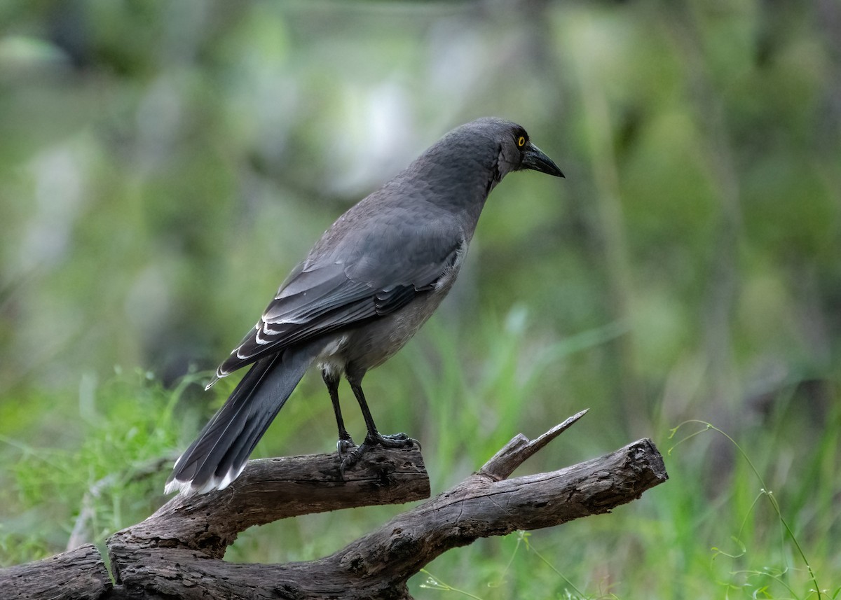 Gray Currawong - ML619757610