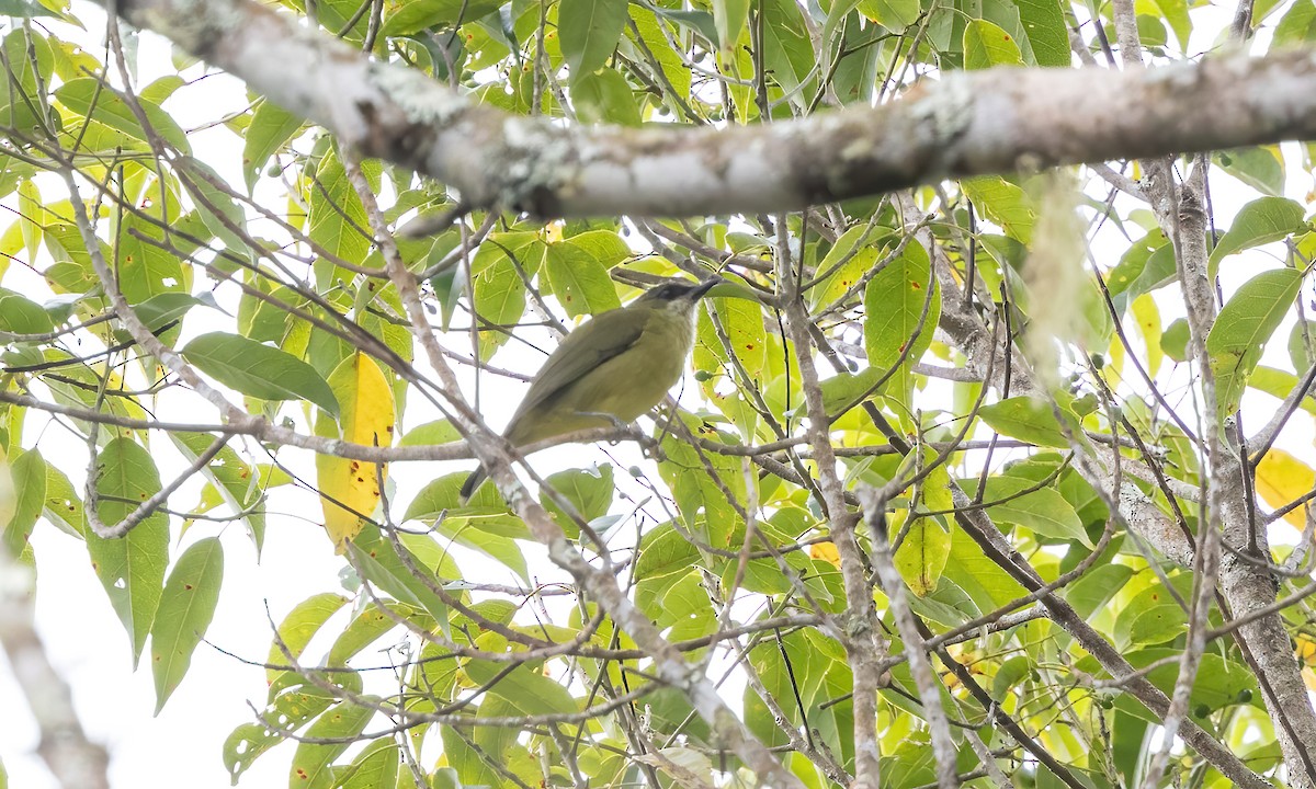 Mindanao White-eye - Paul Fenwick