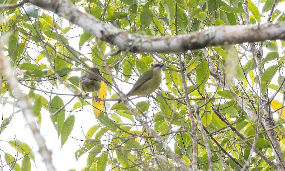 Mindanao White-eye - ML619757657