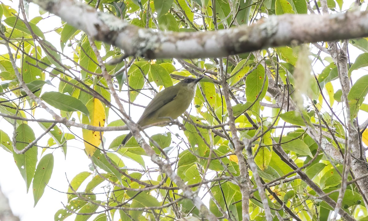 Mindanao White-eye - ML619757658