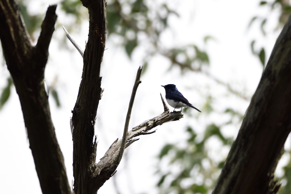 Satin Flycatcher - ML619757674