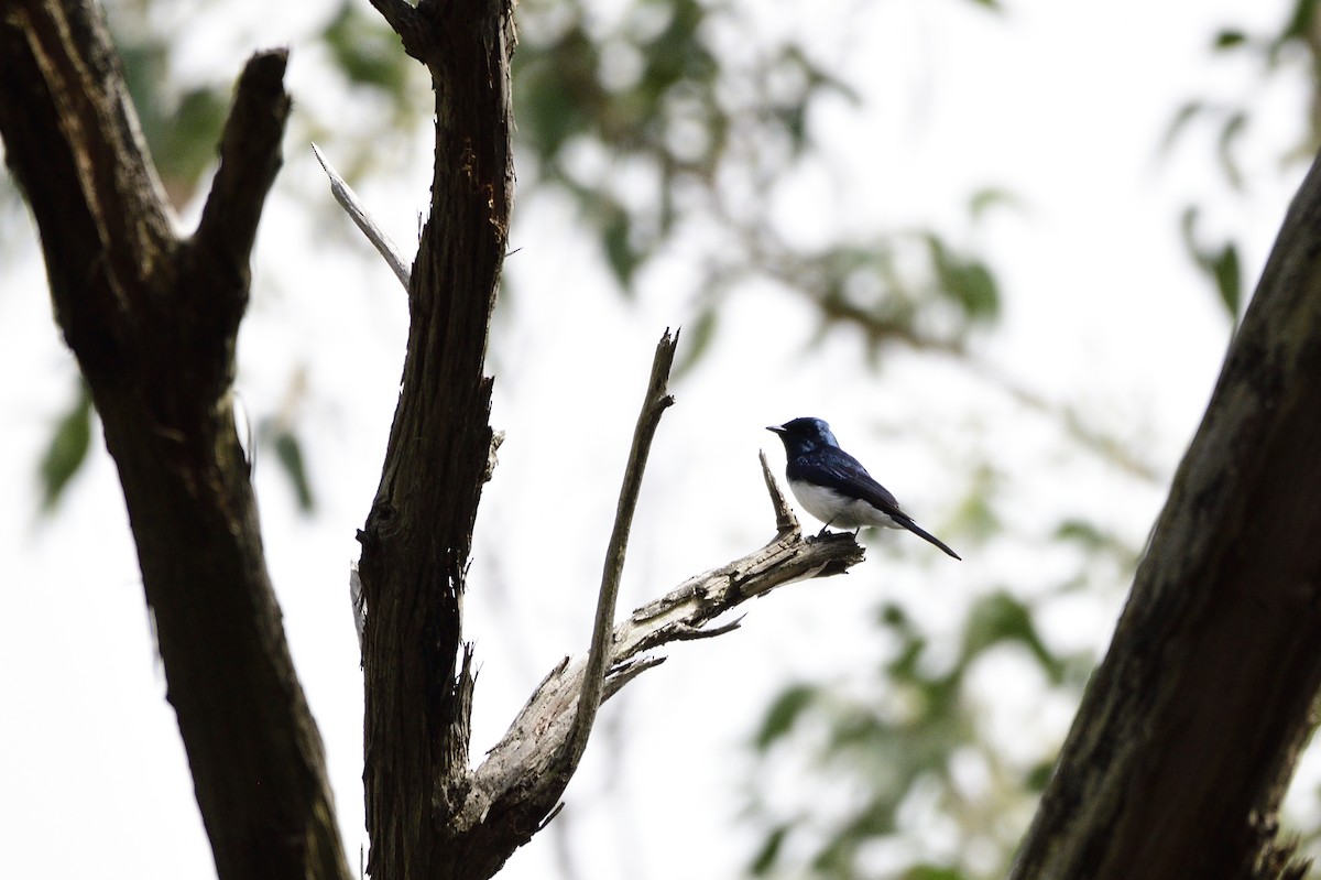 Satin Flycatcher - ML619757680