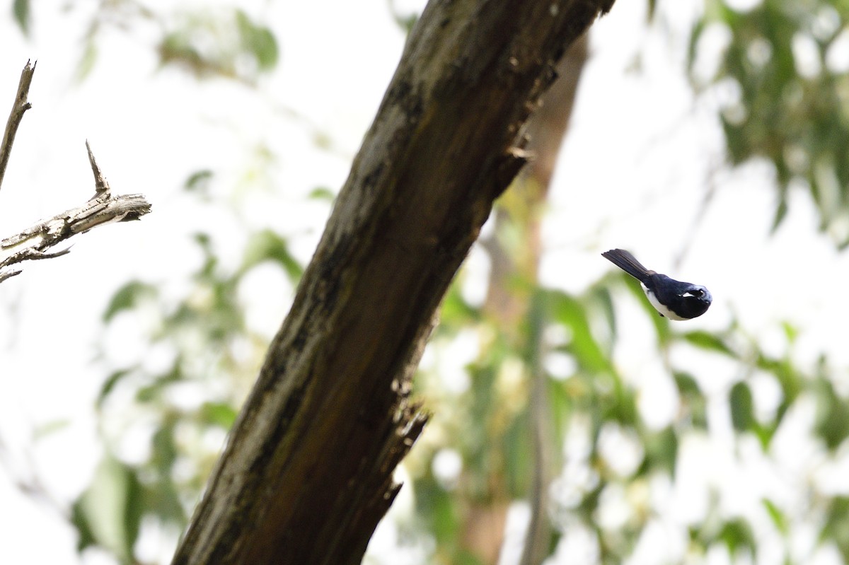 Satin Flycatcher - ML619757683