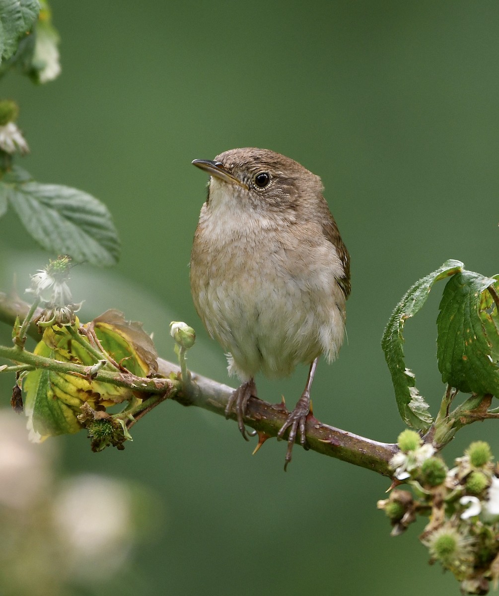 House Wren - ML619757685