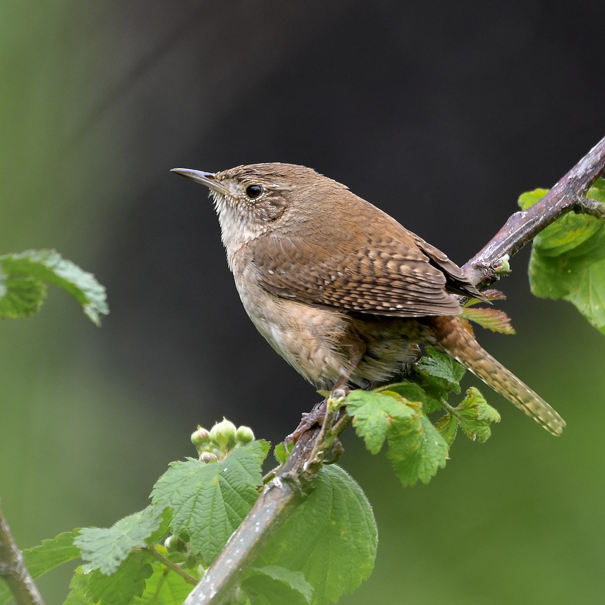 House Wren - ML619757688