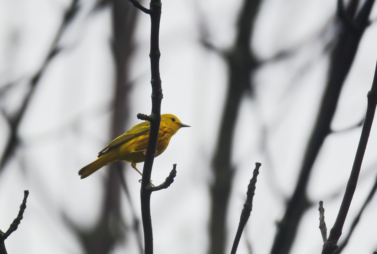 Yellow Warbler - ML619757691