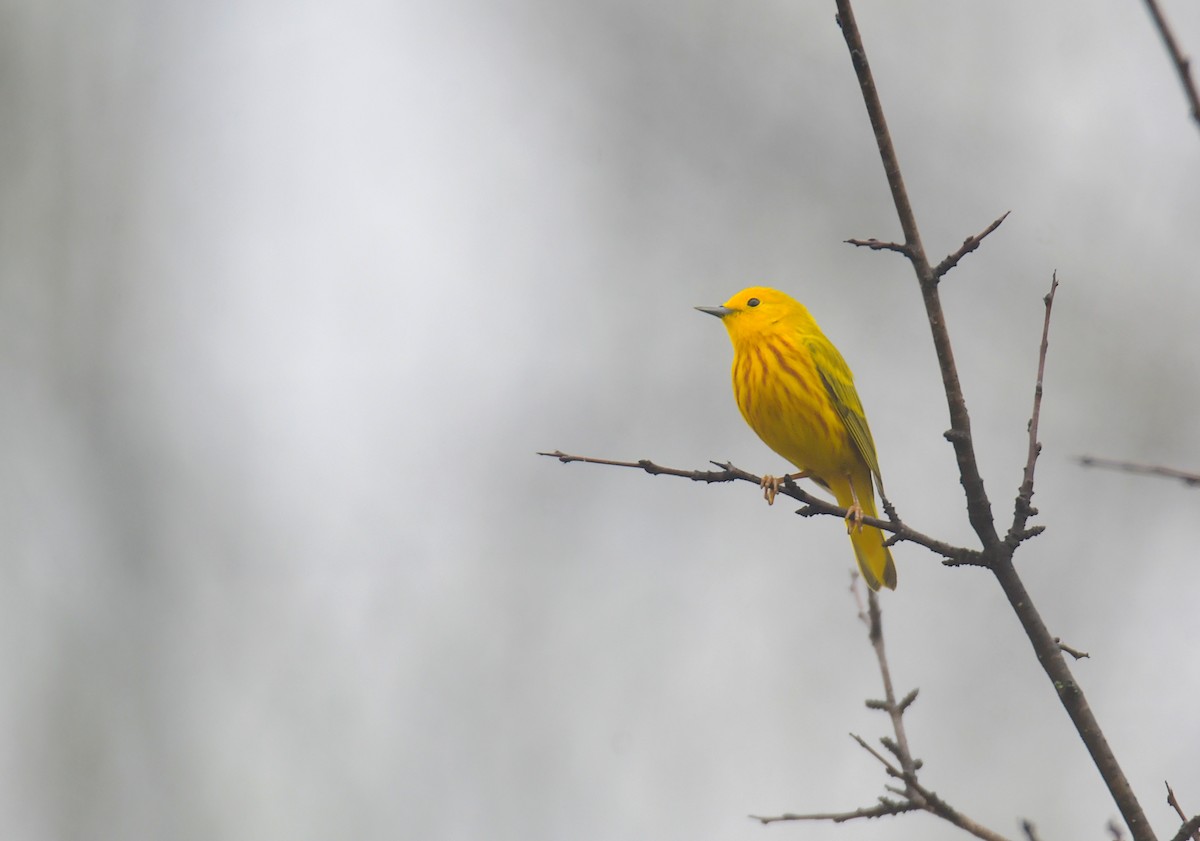 Yellow Warbler - ML619757694