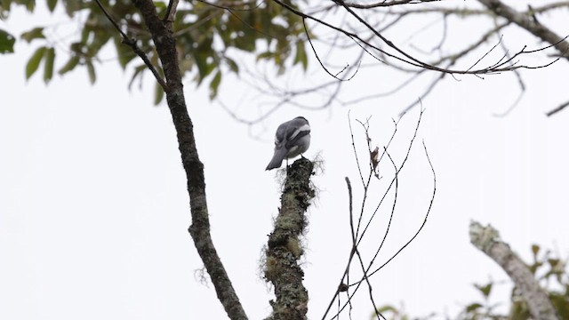 McGregor's Cuckooshrike - ML619757704