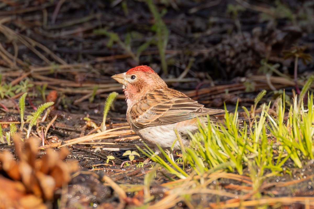 Cassin's Finch - ML619757713