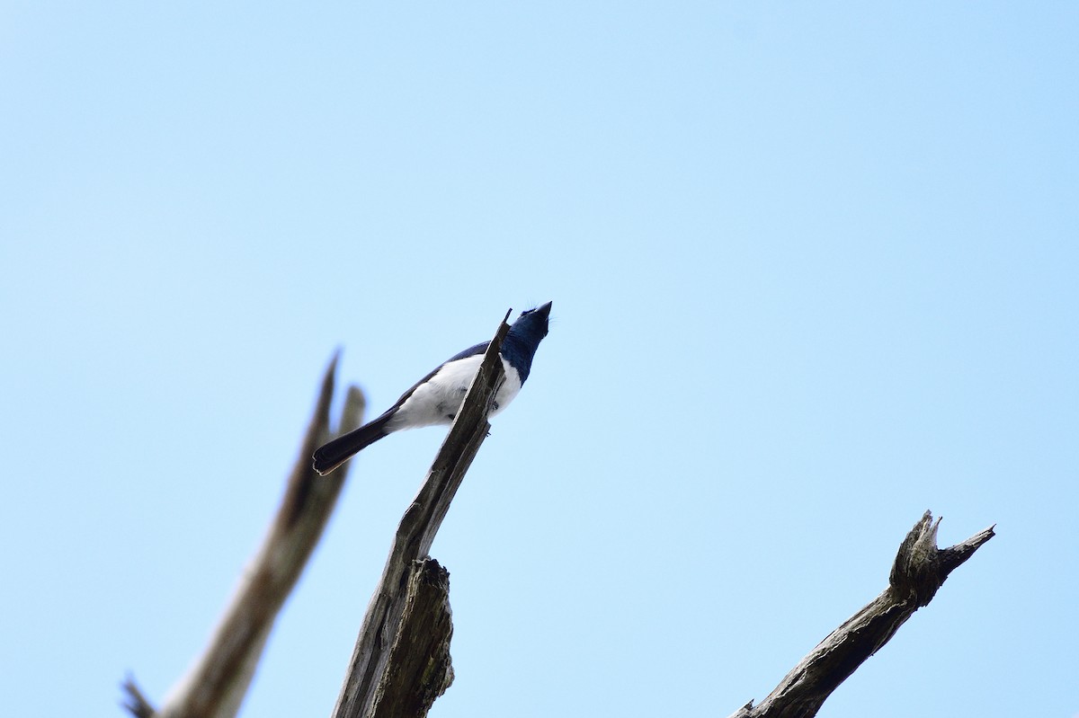 Satin Flycatcher - ML619757715