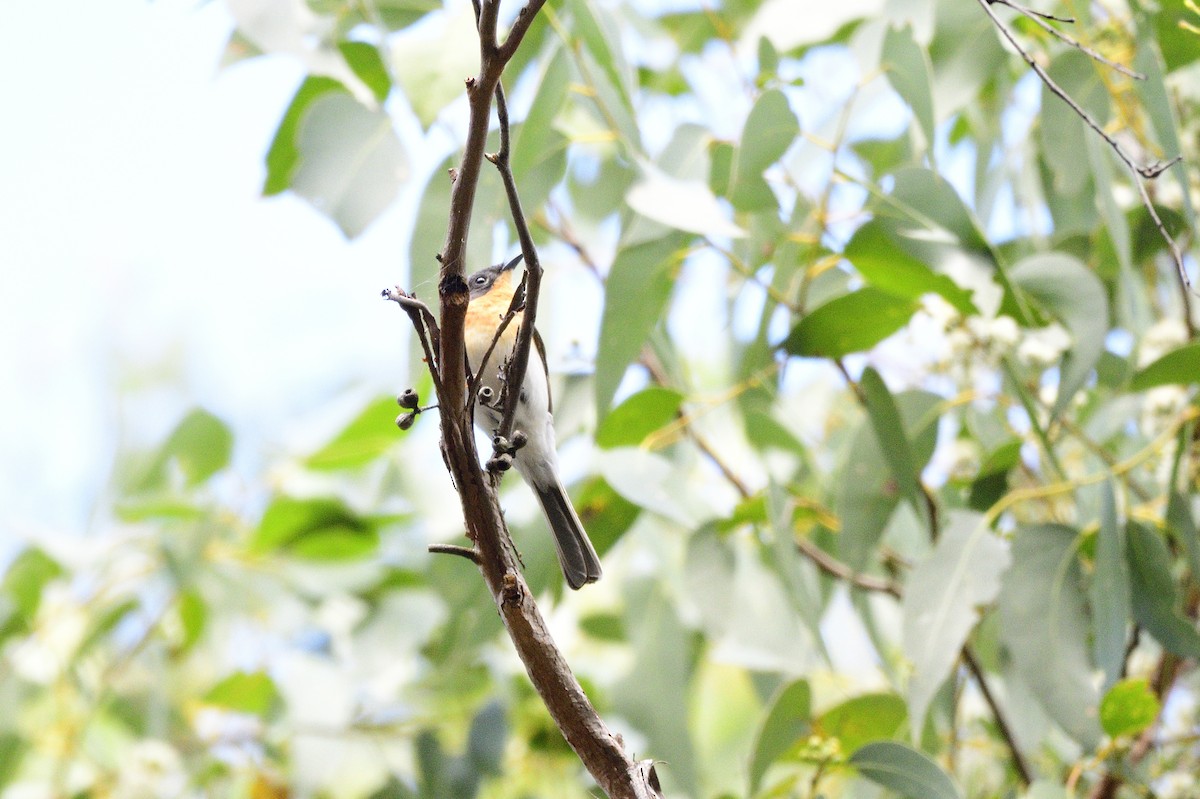 Satin Flycatcher - ML619757729