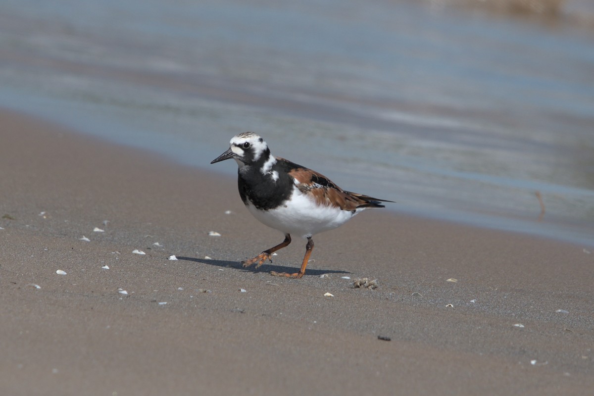 Ruddy Turnstone - ML619757732