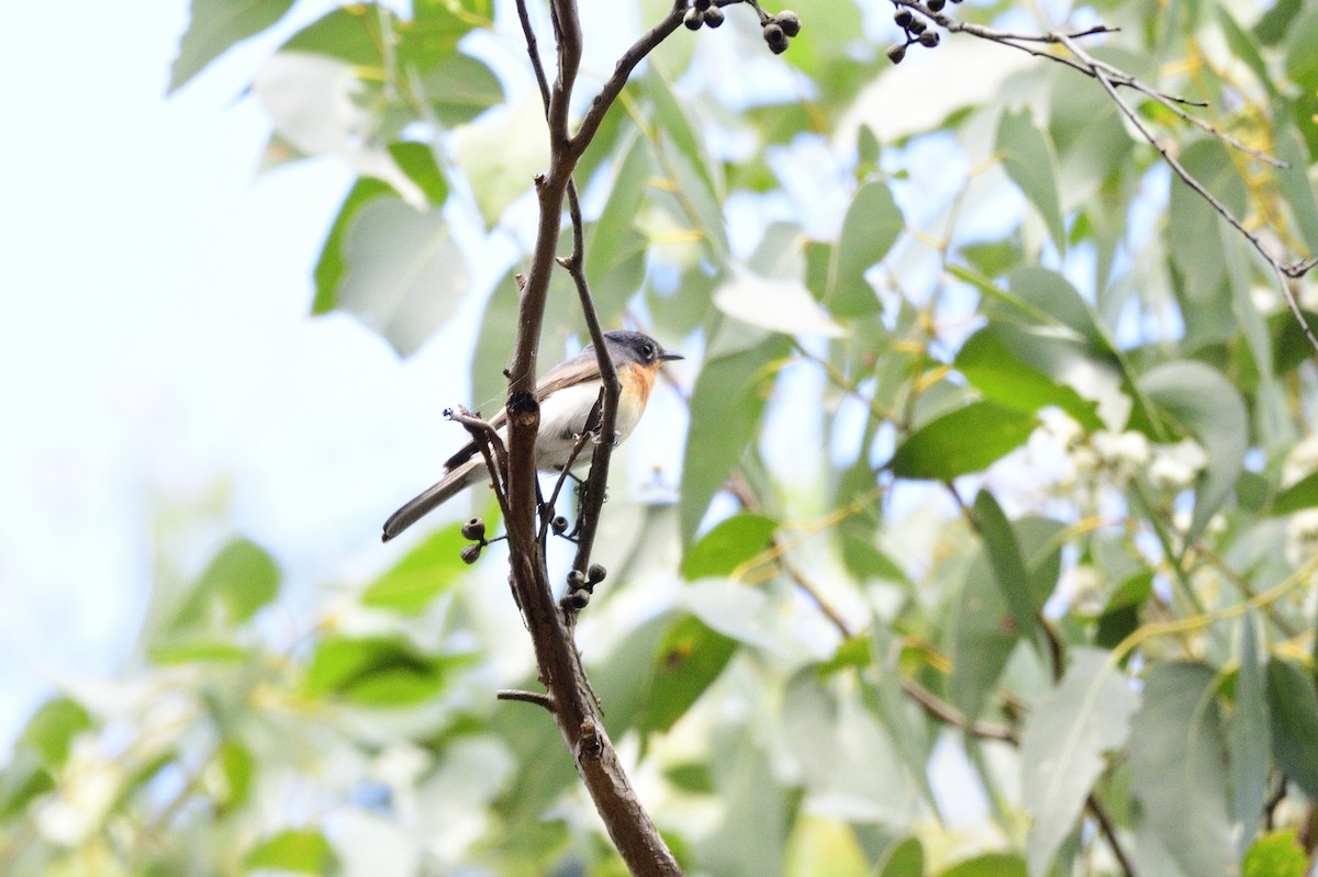 Satin Flycatcher - ML619757734