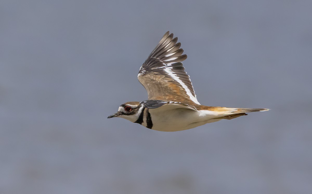 Killdeer - ML619757735