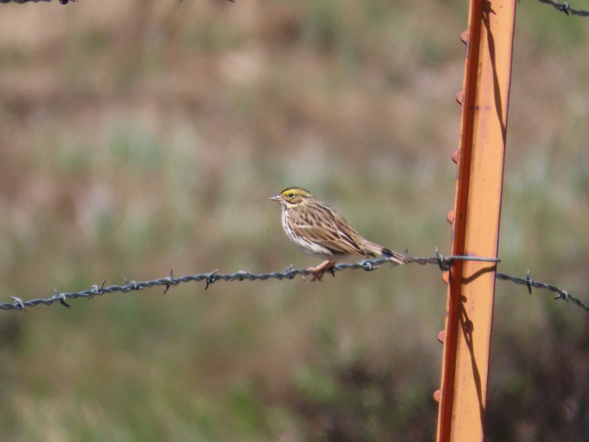 Savannah Sparrow - ML619757738