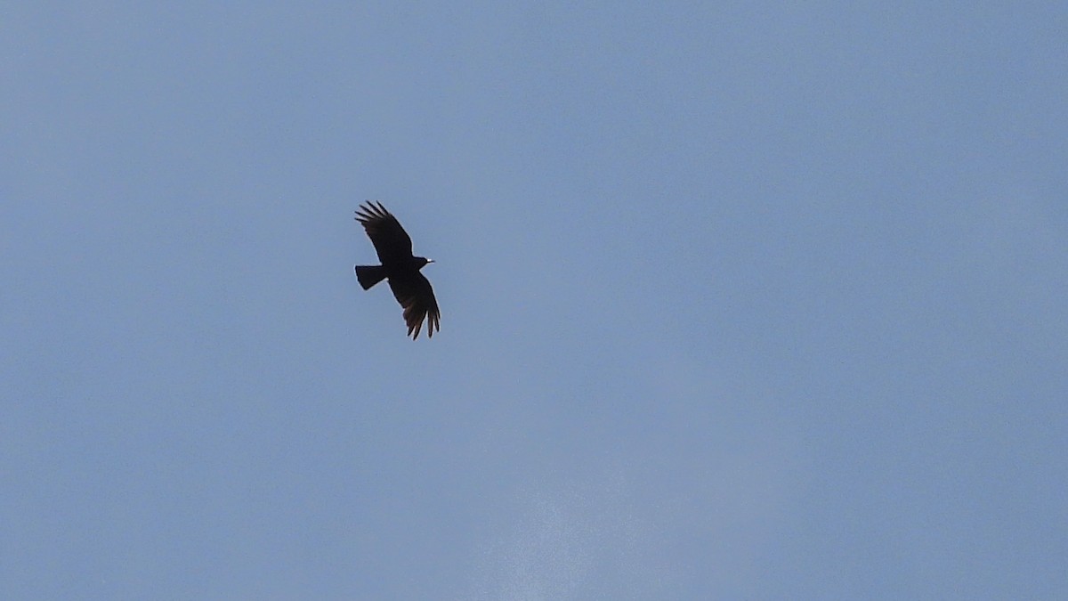 Red-billed Chough - ML619757759