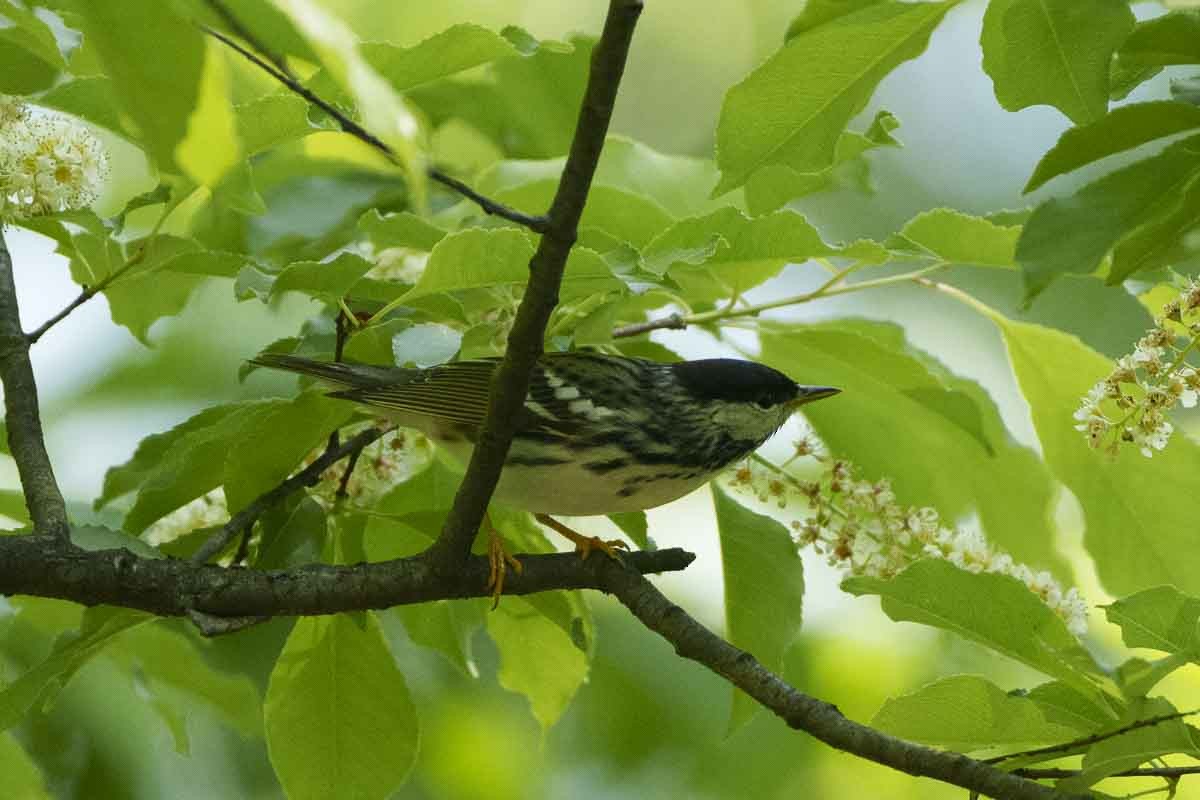 Blackpoll Warbler - ML619757766